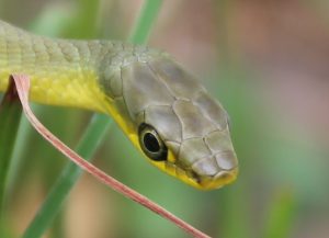 Common Tree Snake (Dendrelaphis punctulatus)