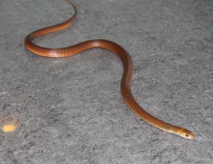 Queensland Snakes Identification Chart