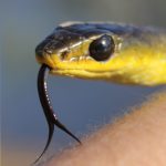 Snakes on the Brain: Essays on Snakes, Science, and Society. Essay 3. Are All Snakes Venomous? The Toxicofera Hypothesis And How We Define Venoms