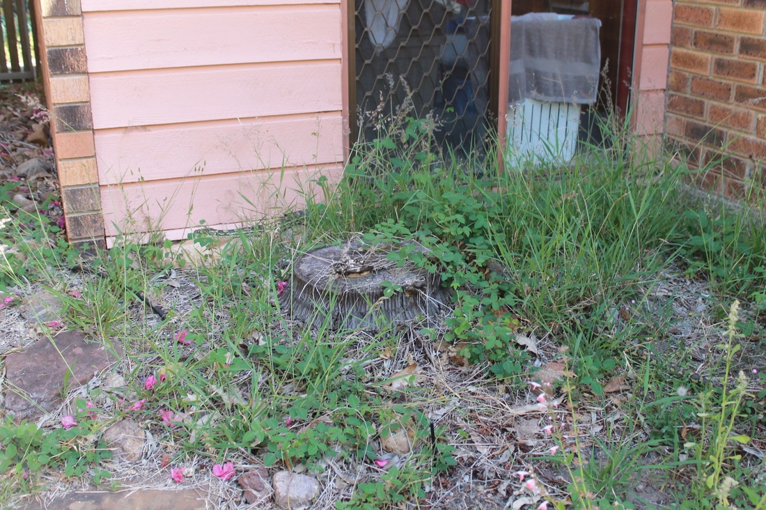 Snake Prevention In The Australian Back Yard