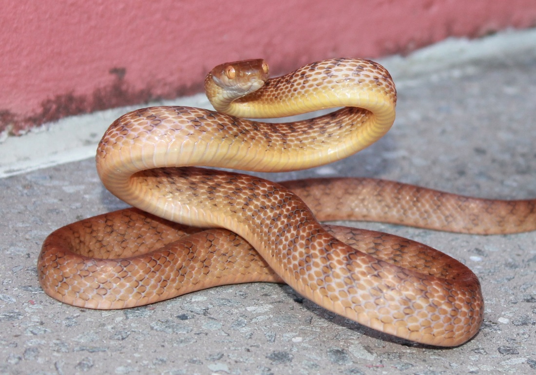 Brown Tree Snake, Boiga irregularis