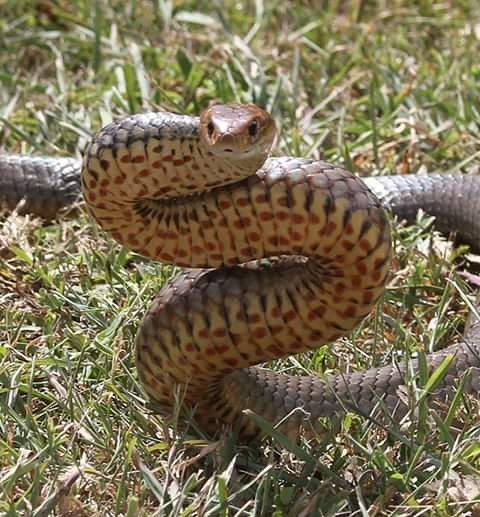 Eastern Brown Snake, Pseudonaja textilis