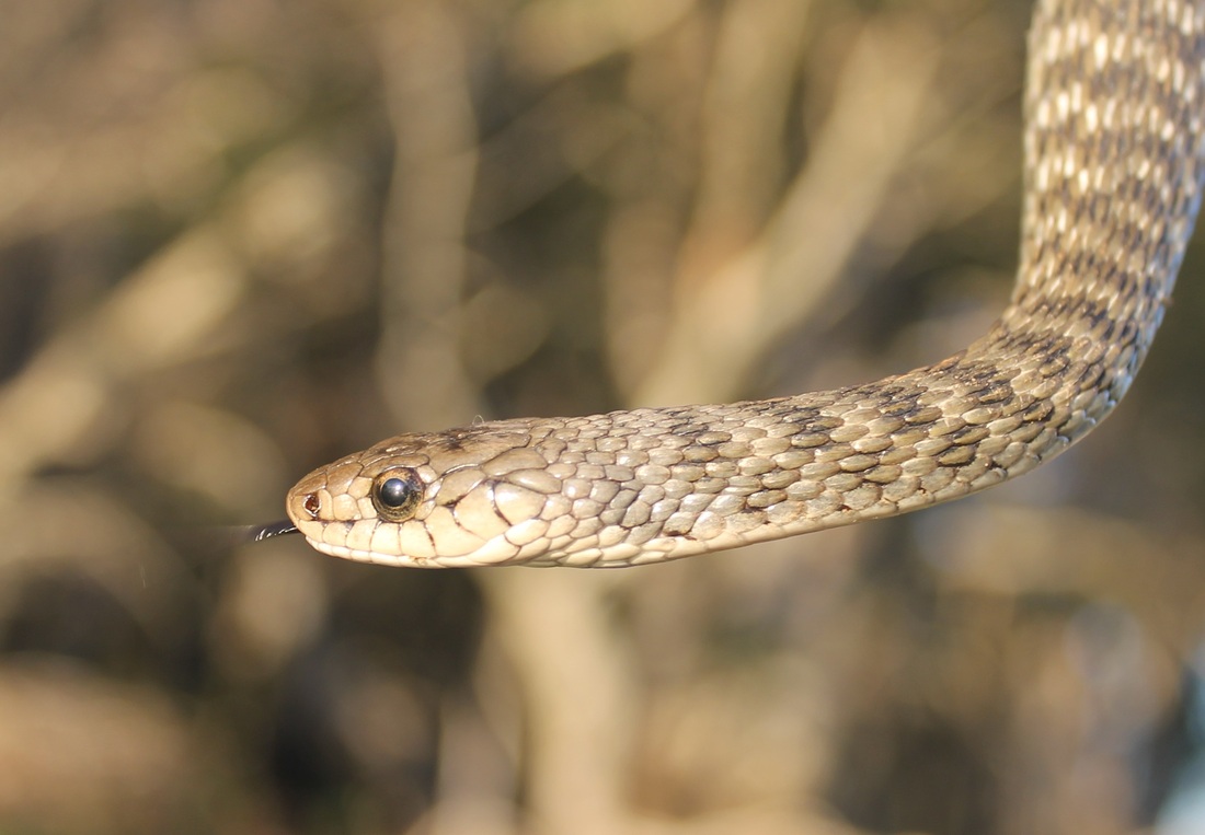 Freshwater Snake/Keelback, Tropidonophis mairii.