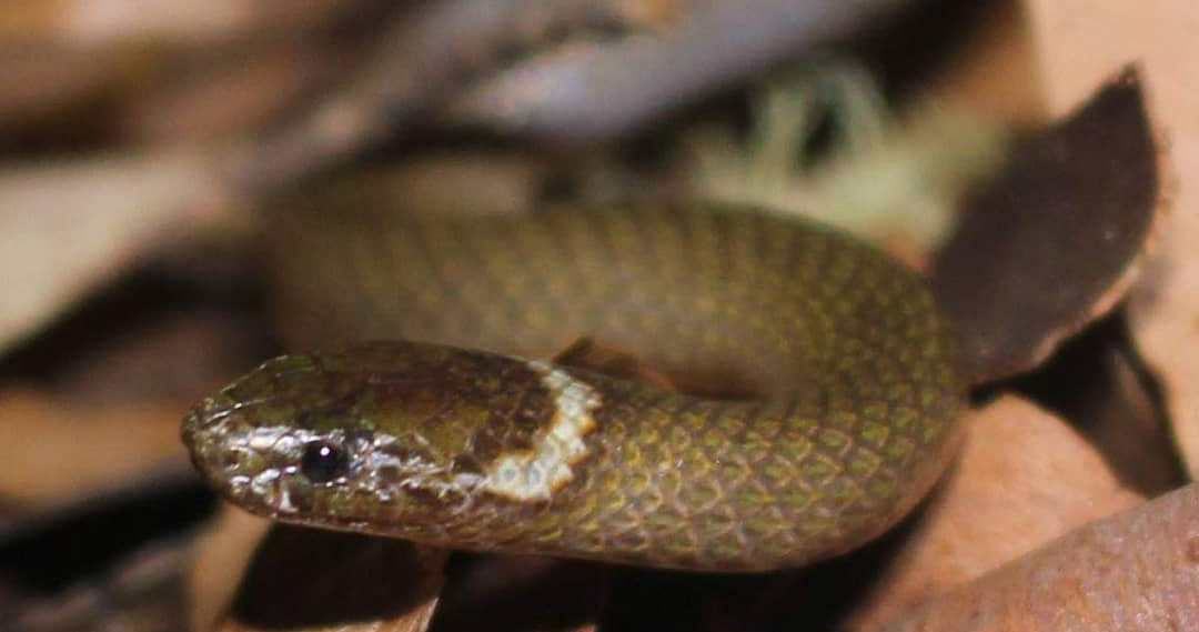 Southern Dwarf Crowned Snake, Cacophis krefftii