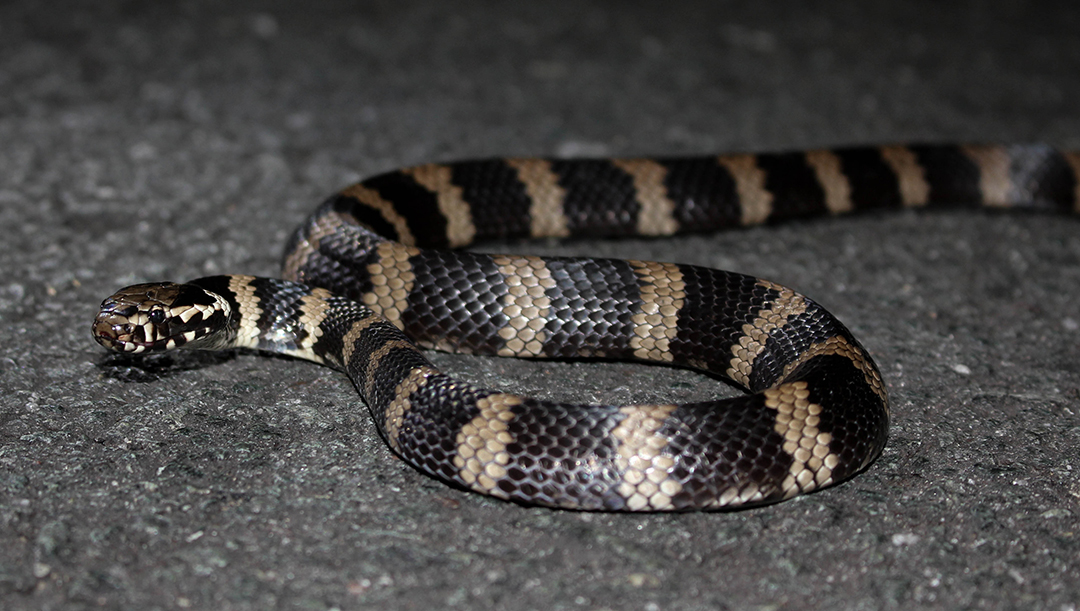 Stephen’s Banded Snake (Hoplocephalus stephensii)
