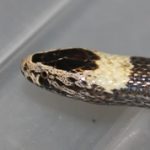 Unleash the Sass! Releasing Sassy, the White Crowned Snake