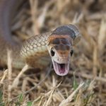 Don't Fear The Serpent: Australia's Snake-Phobic Climate