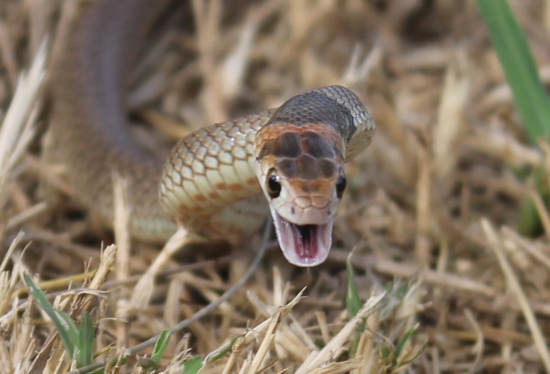 Don’t Fear The Serpent: Australia’s Snake-Phobic Climate