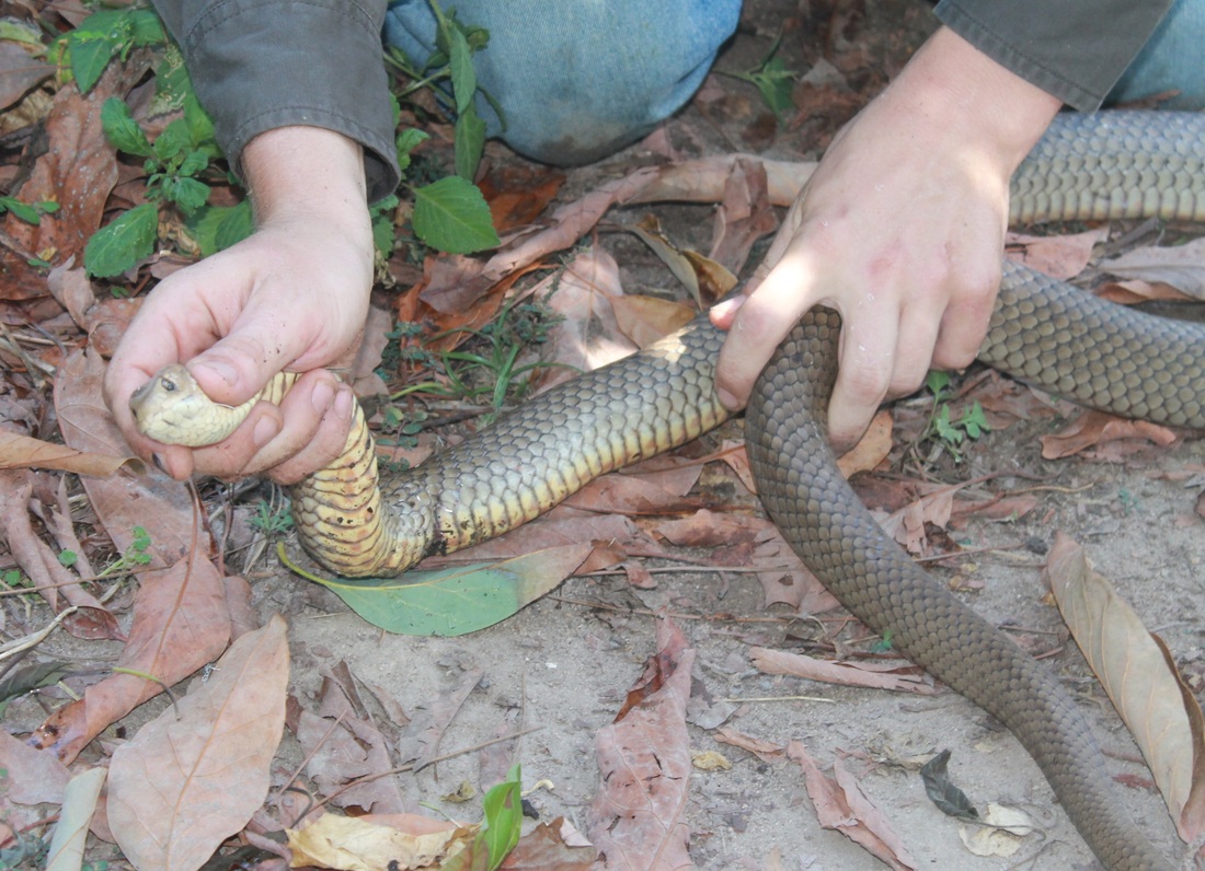 Brown Snake In Garden Netting