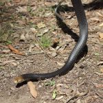 black colour Eastern Brown Snake