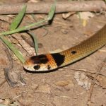 juvenile Eastern Brown snake